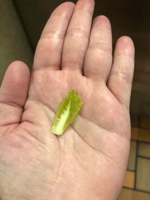 Мініатюрний врожай пекінської капусти