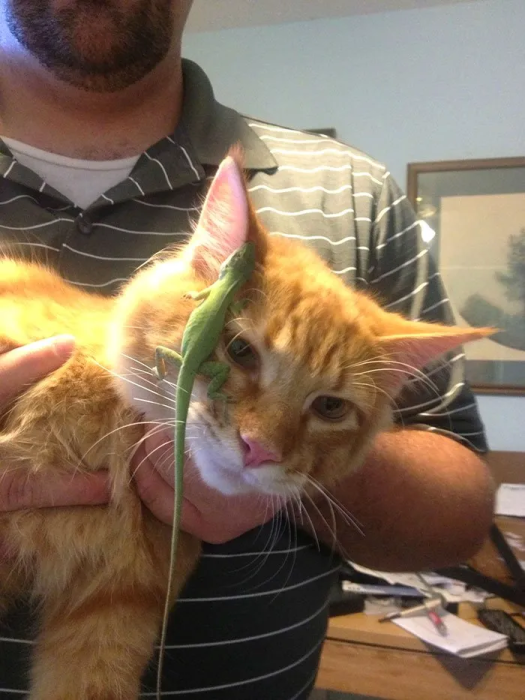 Как общаются кошки с ящерицами