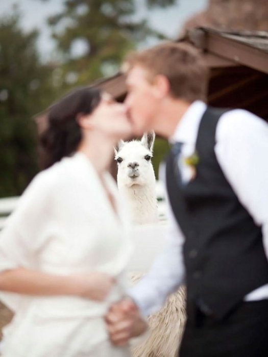 Весілля, яке ніколи не забудуть: смішні та шокуючі фото зі свята - фото №22