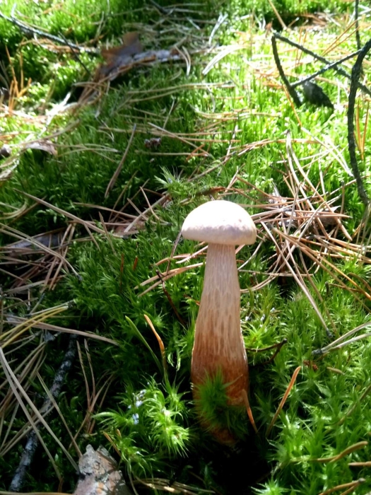 Неместные, но вполне съедобные: в Украине нашли новый вид грибов (ФОТО) - фото №1