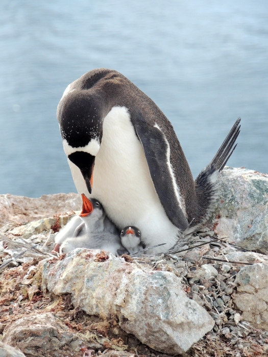 Пингвин кормит двух пингвинят, фото
