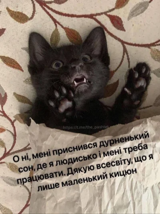 Подборка лучших мемов и приколов в картинках