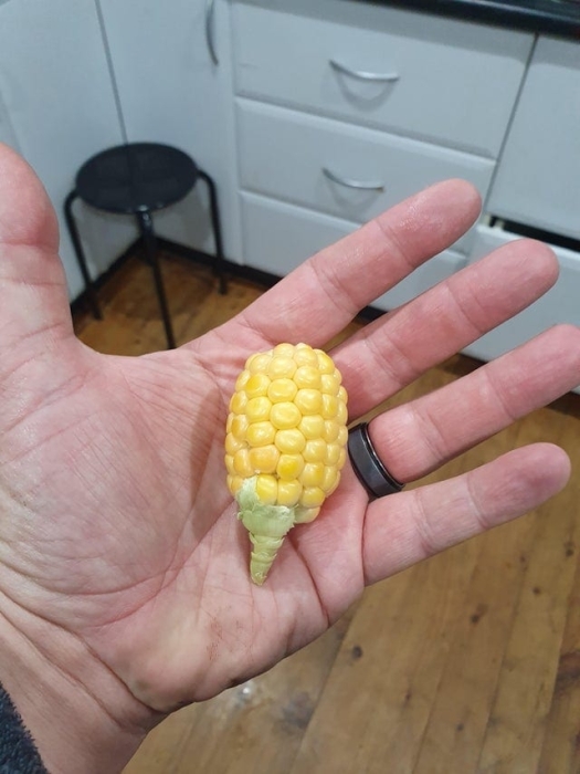 Фото маленької кукурудзи