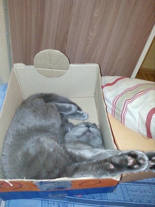 Милые и смешные котики — фото для хорошего настроения