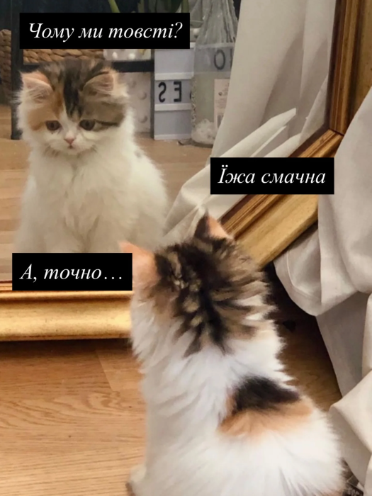 Кумедні картинки та меми про котів