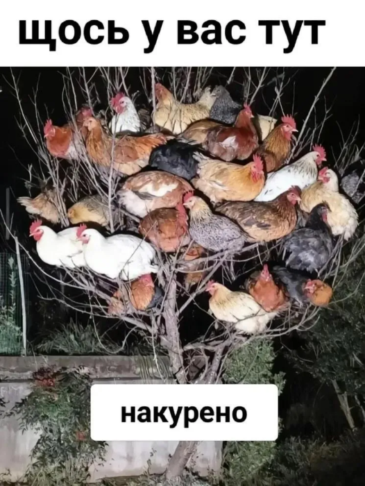 Свіжий гумор у картинках для гарного настрою