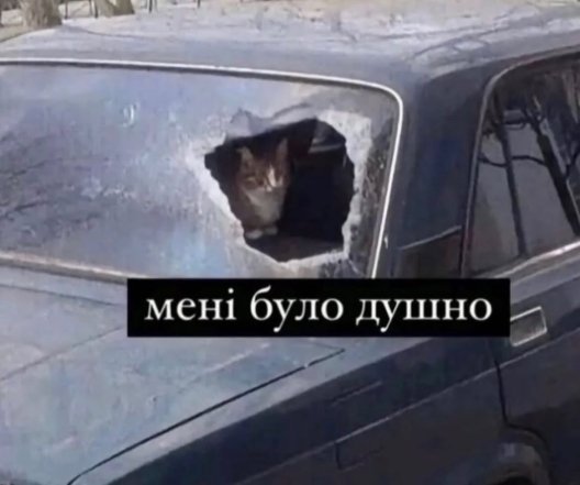 Когда твой кот – главный мем в доме