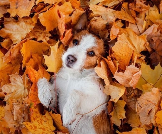 Під осіннім листям: кумедні фото тварин для гарного настрою - фото №4