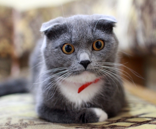 День кота в Європі: наймиліші світлини котиків-муркотиків (ФОТО) - фото №15