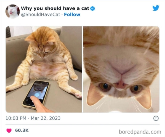 Кот смотрит в телефон фото