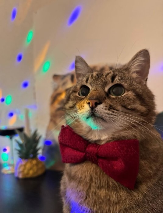 Коту Степану - 17 років