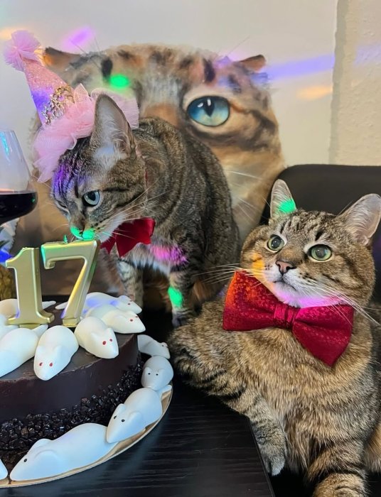 Коту Степану - 17 років