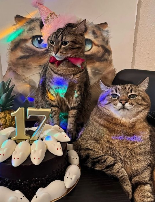 Коту Степану - 17 років