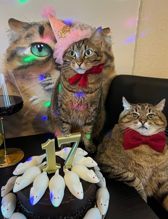 Коту Степану - 17 років