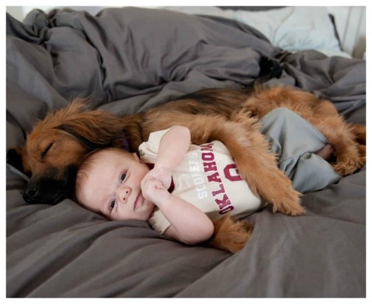 Немовля та собаки фото