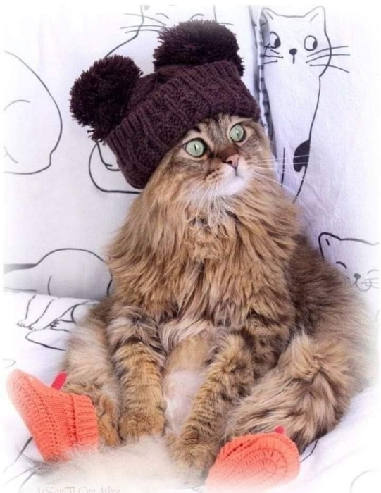 Позитивна зима: ці тварини обожнюють шапки й теплий одяг (ФОТО) - фото №17