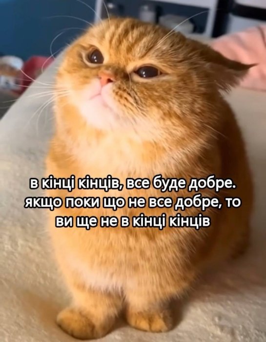 Когда твой кот – главный мем в доме