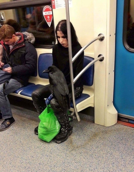 Человек с вороном в метро фото