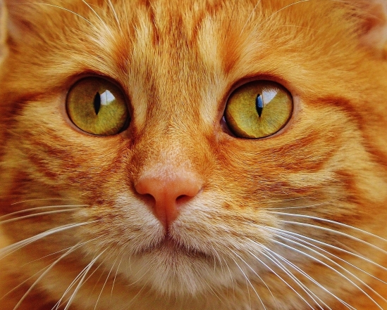 День кота в Європі: наймиліші світлини котиків-муркотиків (ФОТО) - фото №14