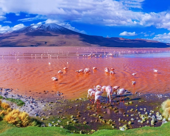 Рожеве озеро в Болівії фото