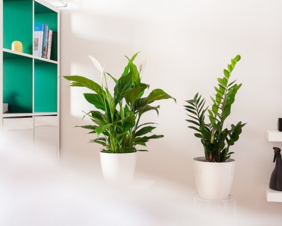 Эти растения идеально очищают воздух в комнате - фото №4