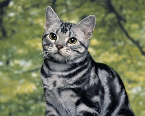 Американська короткошерста кішка - фото