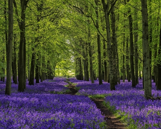 Цветущий Ашенбанк лес, Великобритания