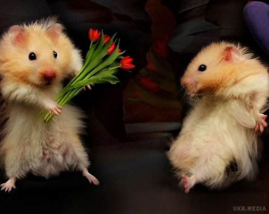 Привітання з 8 Березня жартами та приколами