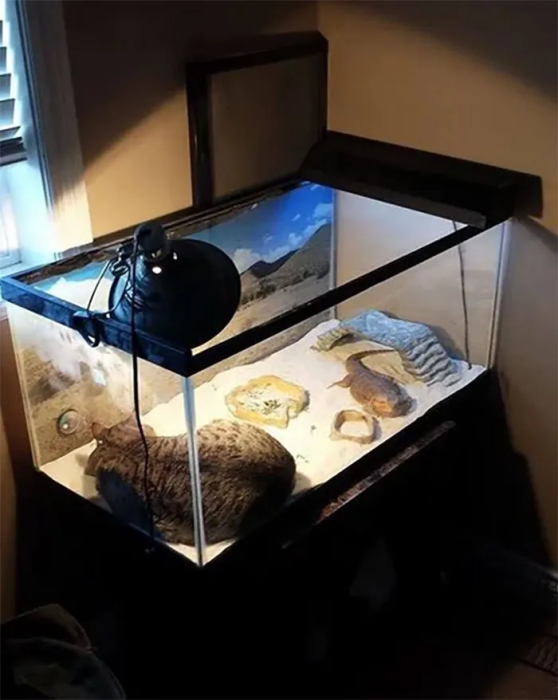 Как общаются кошки с ящерицами