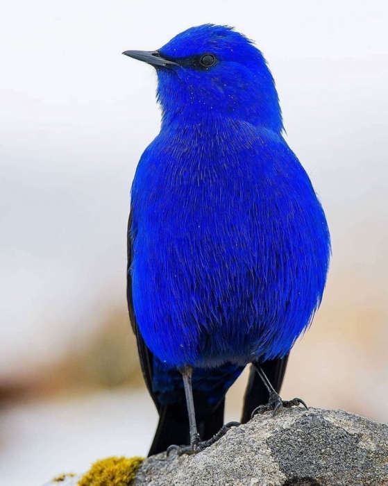 Секретар, гарпія і вусата синиця: ТОП-15 рідкісних птахів планети (ФОТО) - фото №12