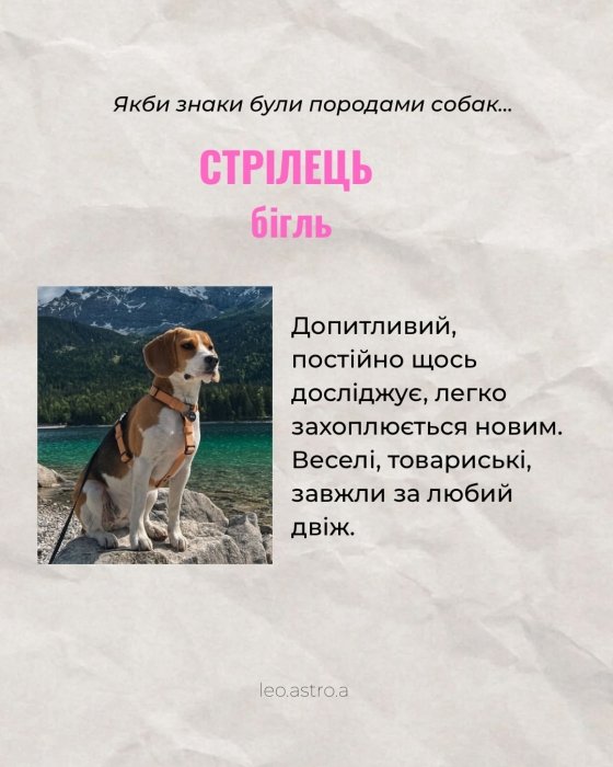 Гороскоп яка ти собака для Стрільця