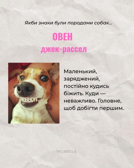 Гороскоп яка ти собака для Овна
