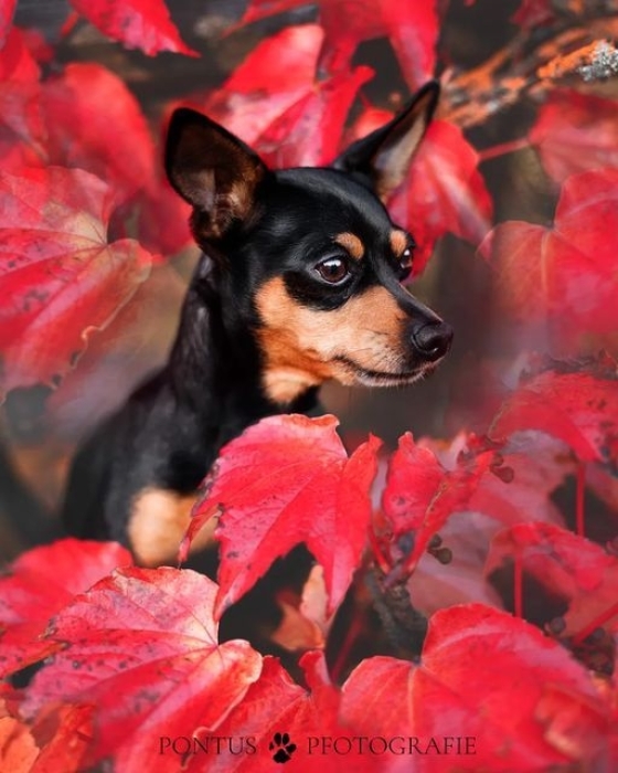 Под осенними листьями: забавные фото животных для хорошего настроения - фото №1