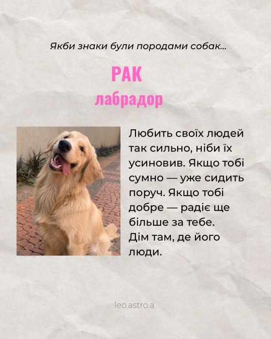 Гороскоп яка ти собака для Рака