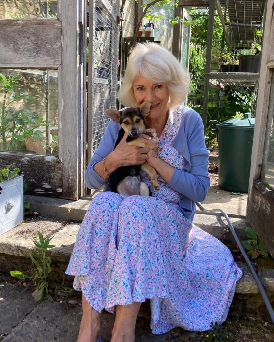 Королева Камілла показала свого нового домашнього улюбленця на прізвисько Молі