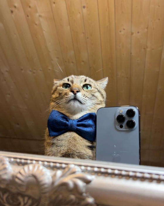 Знаменитий кіт Степан із Харкова приєднався до святкування Дня вишиванки: милі фото - фото №4