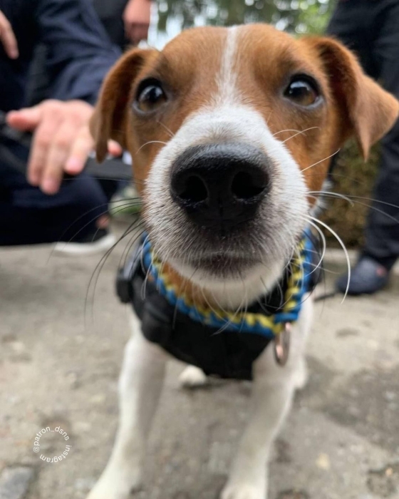 Любит сыр и является звездой Instagram: 10 фактов об известном украинском собаке-сапере Патроне (ФОТО) - фото №3