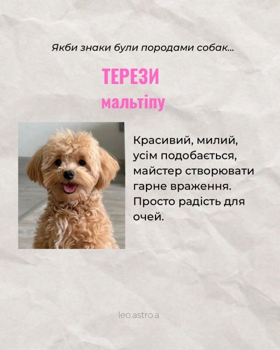 Гороскоп яка ти собака для Терезів