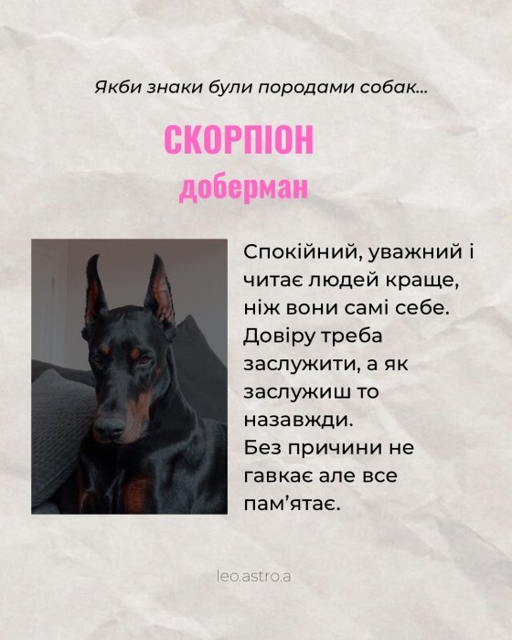 Гороскоп яка ти собака для Скорпіона