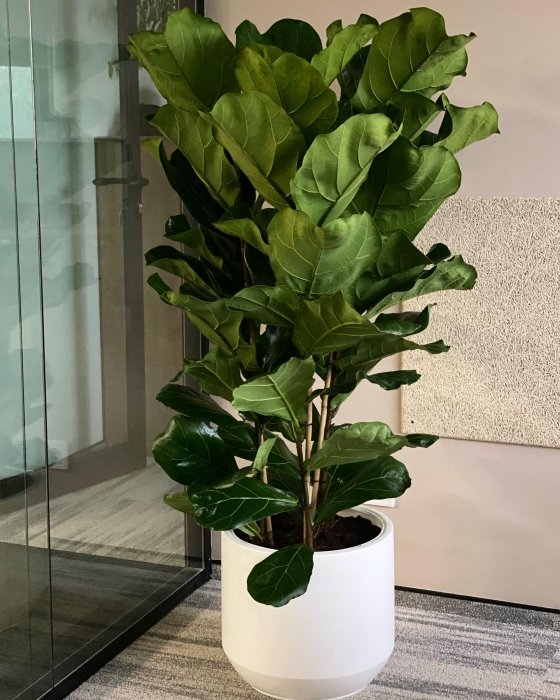 какие растения можно украсить