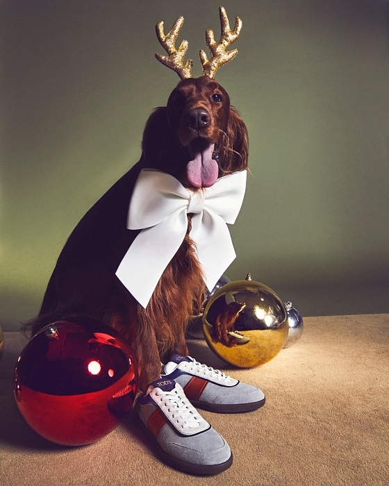 Слишком мило: главными героями рождественской рекламы Tod's стали собаки (ФОТО) - фото №1