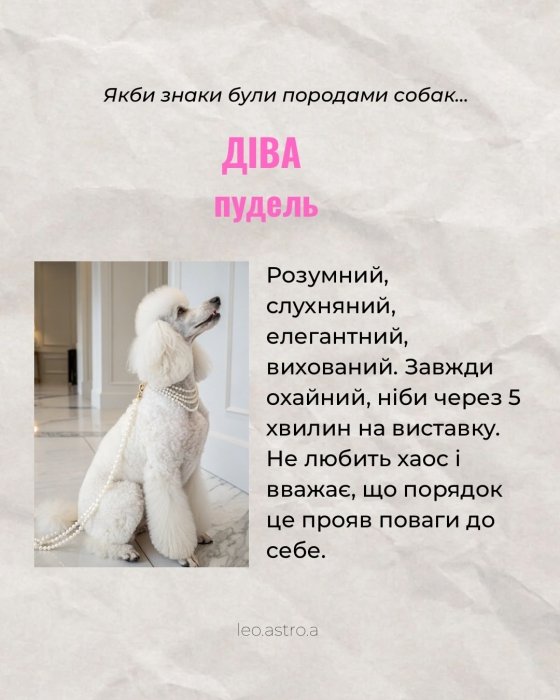 Гороскоп яка ти собака для Діви