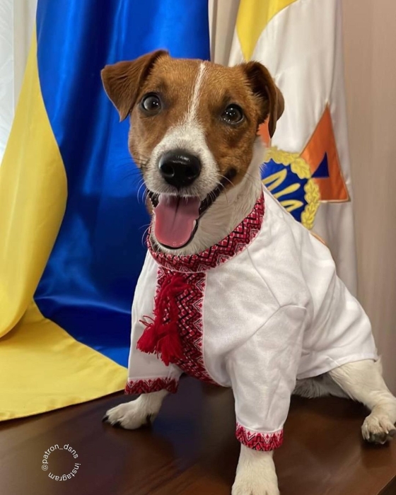 Любит сыр и является звездой Instagram: 10 фактов об известном украинском собаке-сапере Патроне (ФОТО) - фото №4