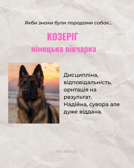 Гороскоп яка ти собака для Козорога