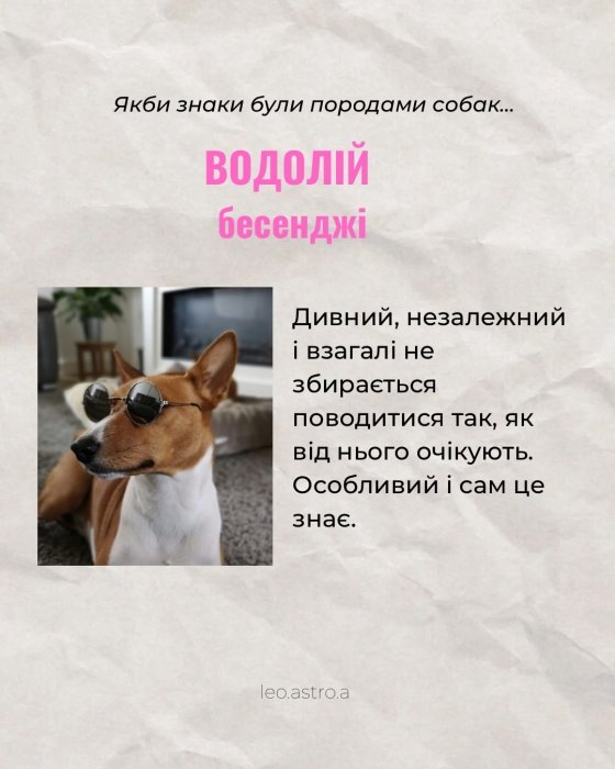 Гороскоп яка ти собака для Водолія