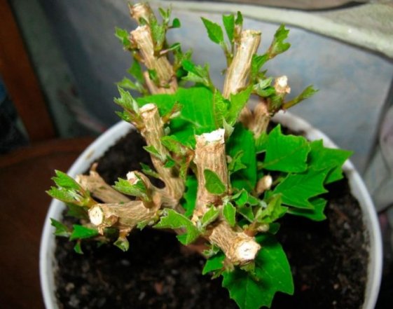 як зберегти пуансетію