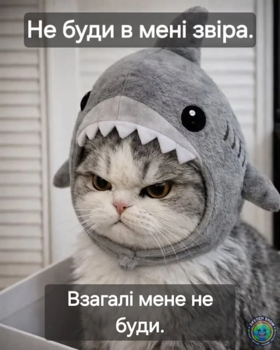 Когда твой кот – главный мем в доме