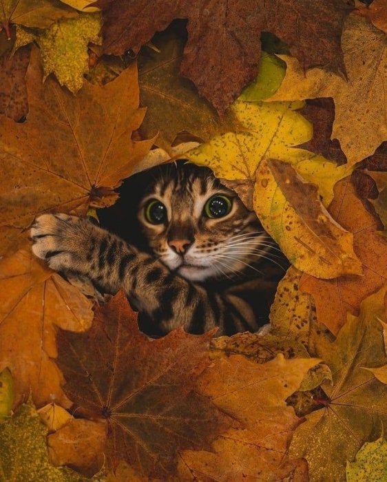 Під осіннім листям: кумедні фото тварин для гарного настрою - фото №11