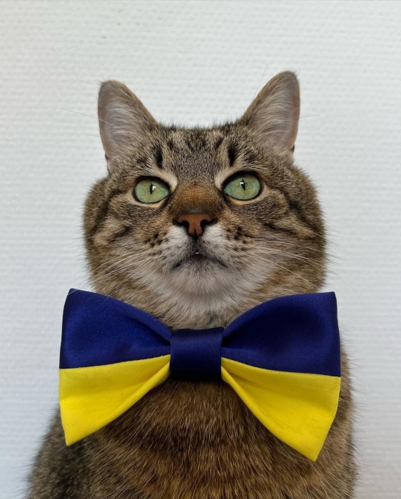 Популярный на весь мир украинский кот Степан украсил обложку Times Monaco Magazine - фото №2