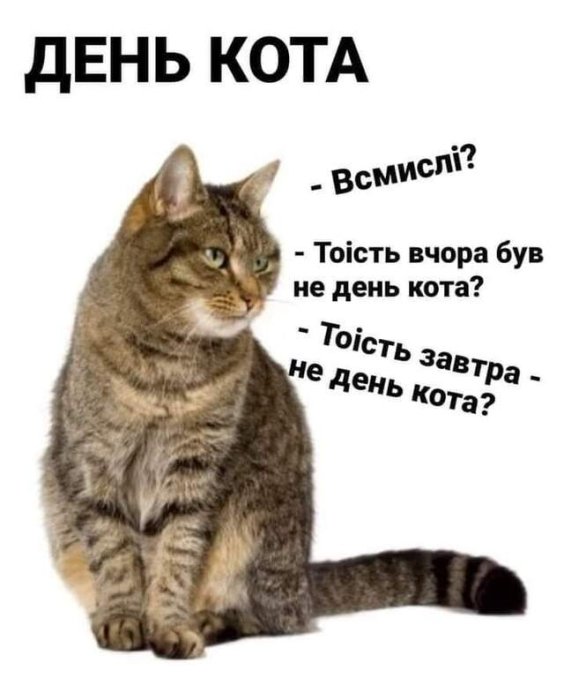 Кумедні картинки та меми про котів
